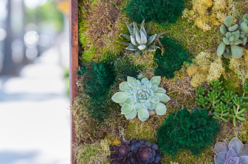 Decorative wall filled with living succulents, lichen and moss along the sidewalk of a city street.  Venice, California, USA