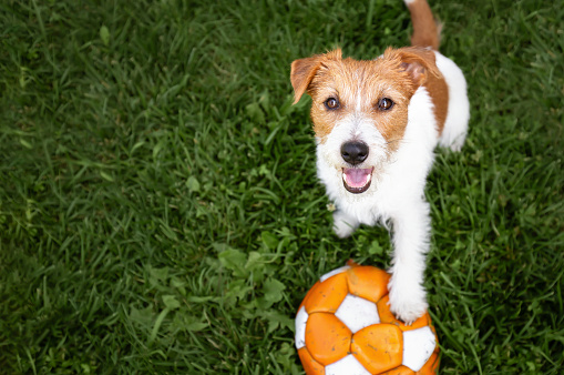 Playful happy jack russell terrier dog sitting and  holding her paw on a toy ball in the grass. Puppy playing.