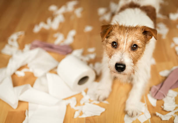 istock Playful hyperactive dog after chewing a toilet paper, puppy training 1733684967