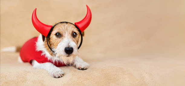 istock Funny happy halloween party dog in devil costume 1733685196