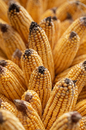 ripe gold maize corn cobs group