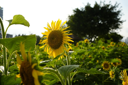 sunflowers in summer