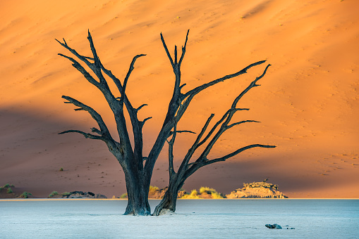 Dead Camelthorn Trees and red dunes in Deadvlei, Sossusvlei, Namib-Naukluft National Park, Namibia