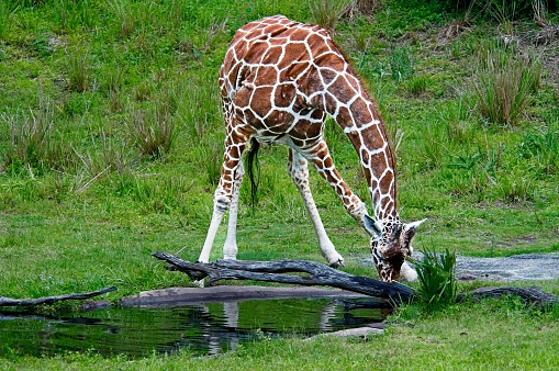 Baby Giraffe Drinking Water Stock Photo - Download Image Now - Animal