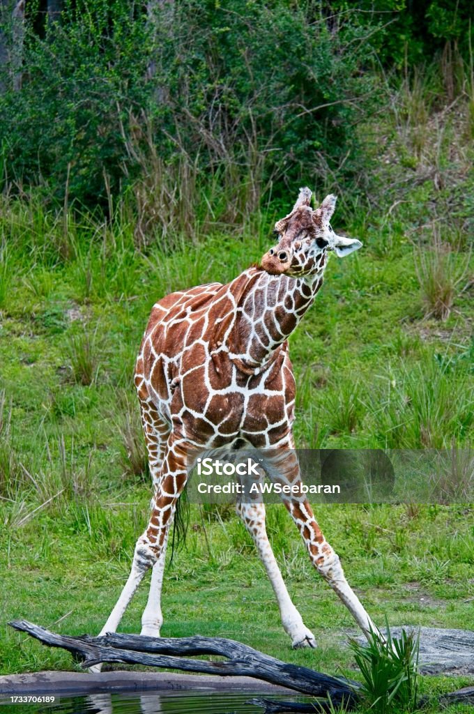 Baby Giraffe Drinking Water Stock Photo - Download Image Now - Animal