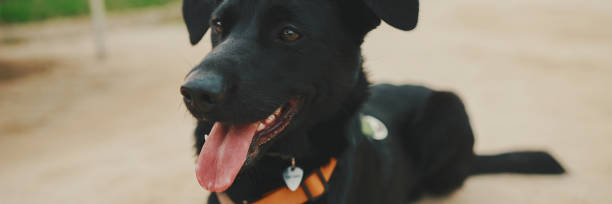 istock Black dog lies resting on path in the park 1733710578
