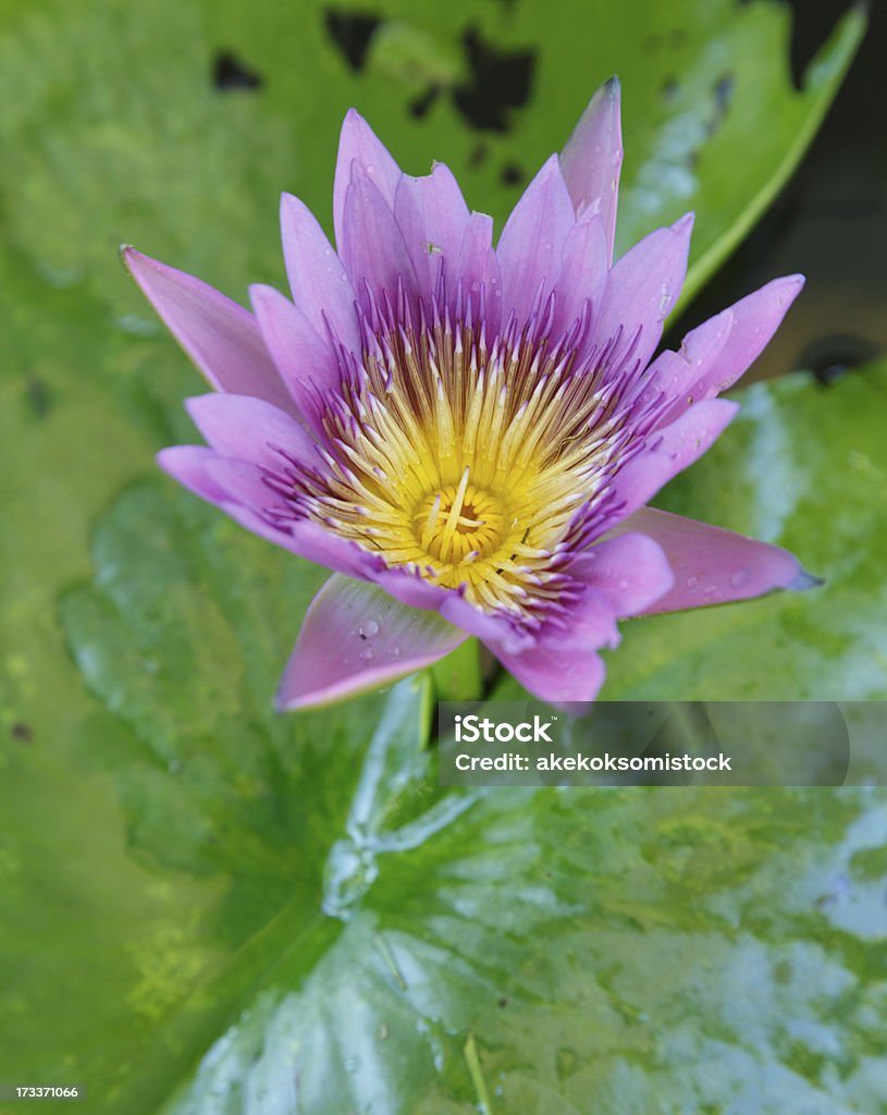 Colorful Purple lotus flower  in pond Backgrounds Stock Photo