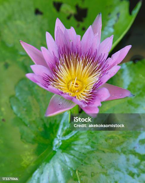 Na Fioletowy Kwiat Lotosu W Staw - zdjęcia stockowe i więcej obrazów Bez ludzi - Bez ludzi, Botanika, Buddyzm