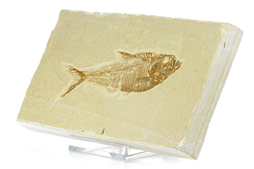 Diplomystus fish fossil from Green River Formation, USA