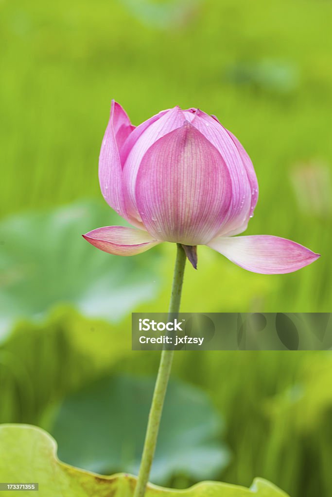 lotus Blume - Lizenzfrei Aquatisches Lebewesen Stock-Foto