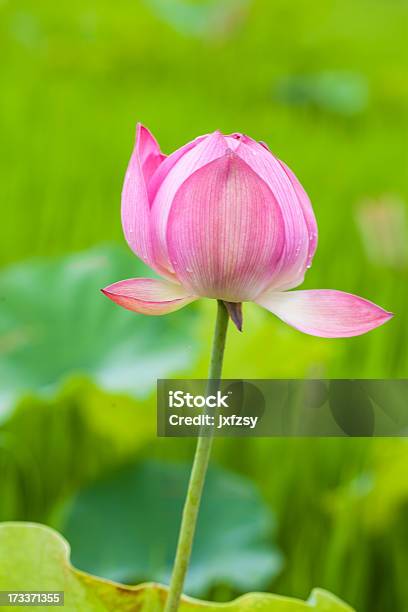 Lotus Blume Stockfoto und mehr Bilder von Aquatisches Lebewesen - Aquatisches Lebewesen, Asien, Baumblüte