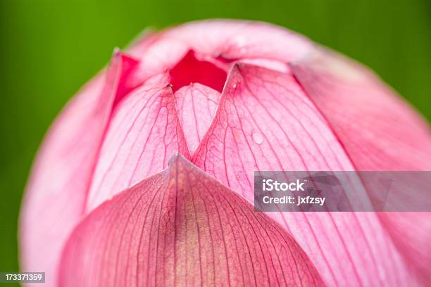 Foto de Flor De Lótus e mais fotos de stock de Beleza natural - Natureza - Beleza natural - Natureza, Botânica - Assunto, Branco