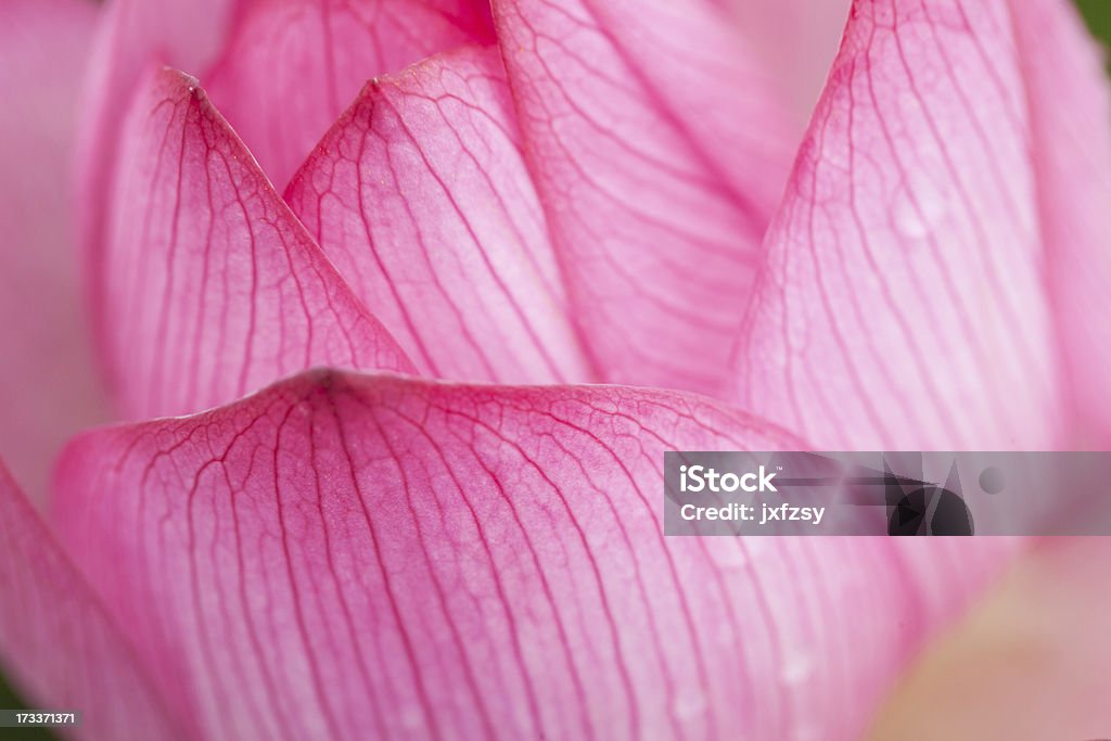 kwiat lotosu - Zbiór zdjęć royalty-free (Azja)