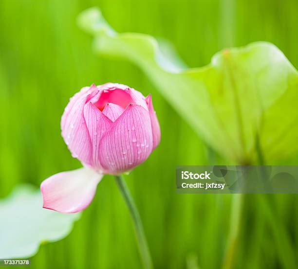 Lotus Blume Stockfoto und mehr Bilder von Aquatisches Lebewesen - Aquatisches Lebewesen, Asien, Baumblüte