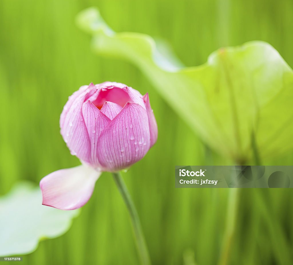 Fiore di loto - Foto stock royalty-free di Acqua