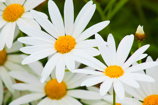 White daisy close-up background. Chamomile in summer. Galicia, Spain.
