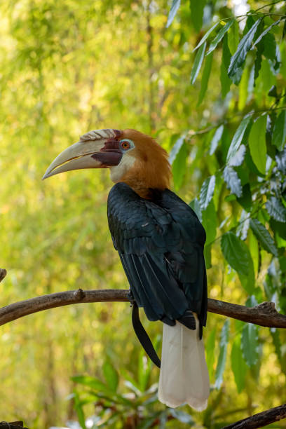 istock Wreathed Hornbill in beautiful environment 1733714636