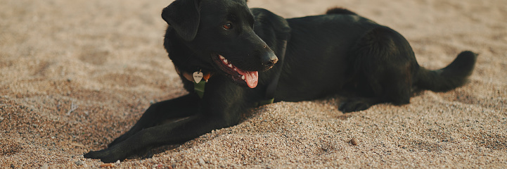 Close-up of dog's muzzle. Dog lies on sandy beath