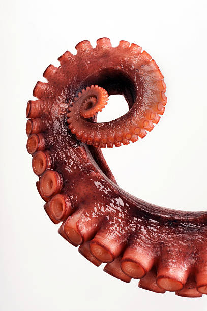 polpo tentacolo - tentacle foto e immagini stock