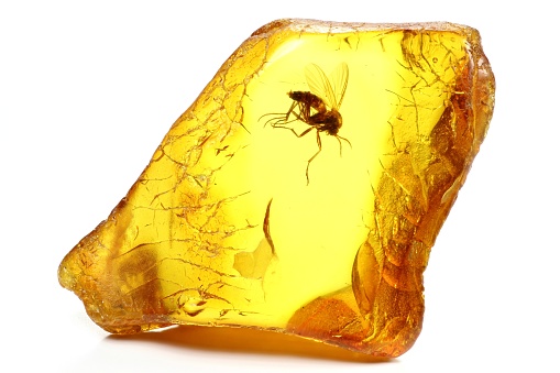 fungus gnat (mycetophilidae) imprisoned in baltic amber