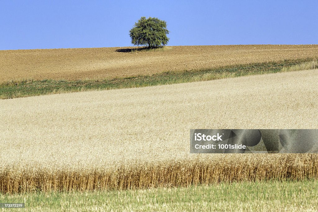 Пшеница fieald & дерево и unplowed зона - Стоковые фото Анкара - Турция роялти-фри