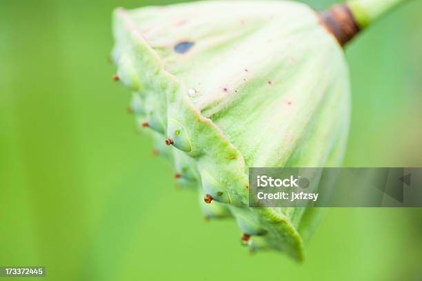 바하이 Seedpod 0명에 대한 스톡 사진 및 기타 이미지 - 0명, 꼬투리, 꽃 나무