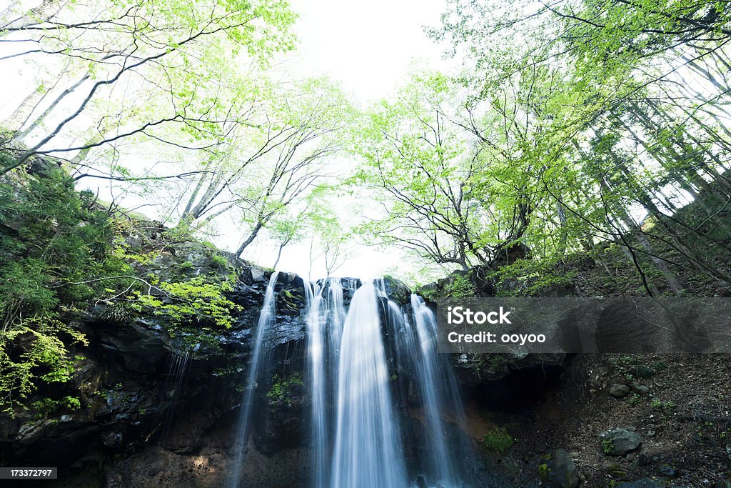 Chute d'eau dans la matinée - Photo de Arbre libre de droits