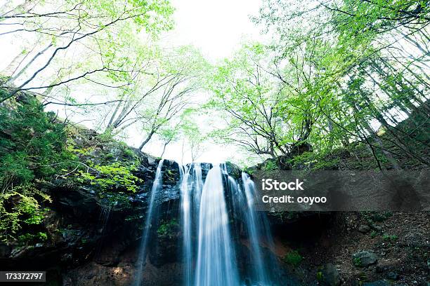 Photo libre de droit de Chute Deau Dans La Matinée banque d'images et plus d'images libres de droit de Arbre - Arbre, Beauté de la nature, Caillou