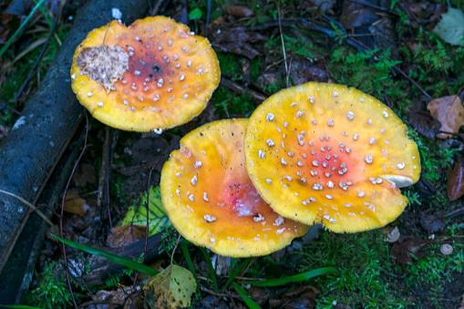 Three speckled yellow fly agaric mushrooms grow in the forest