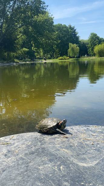istock a turtle that is laying on some rocks by water with trees 1733731400