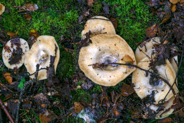 istock White milk mushrooms grow in a spruce forest. 1733731934