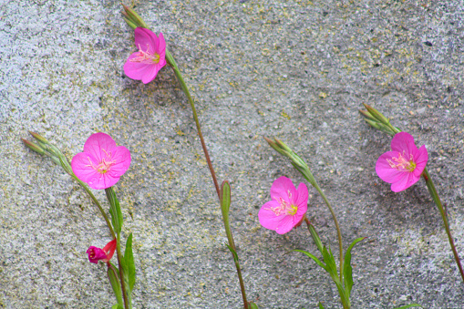 Concrete wall and uncultivated pink flowers and weed. Image suitable for background purposes. Galicia, Spain.
