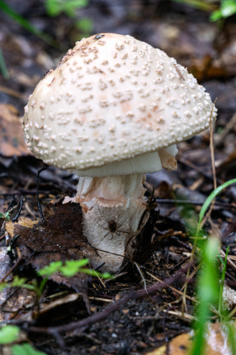 A white fly agaric with a spider on a leg grows in the forest