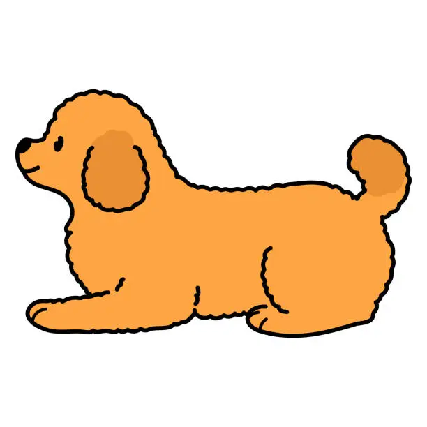 Vector illustration of Simple and adorable Toy Poodle dog lying down illustration outlined