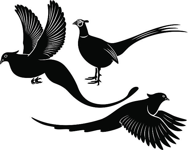 bird pheasant the figure shows a bird pheasant bird of paradise bird stock illustrations