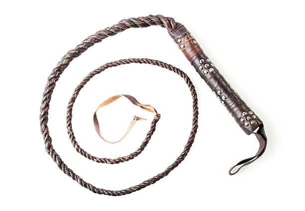 couro marrom chicote isolado em fundo branco - bullwhip imagens e fotografias de stock