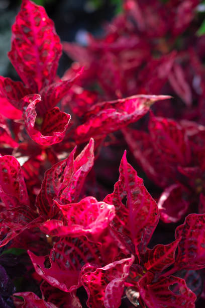 istock Flowers close-up, beautiful wallpaper 1733757570
