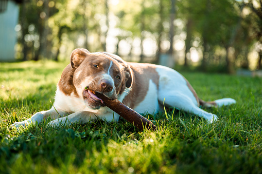 Adorable Young Puppy Playing Joyfully with a Wooden Stick on Lush Green Grass, Gazing Up at Its Owner