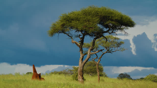 SLO MO Acacia trees and anthill on green grassy land of Tanzania under dramatic sky