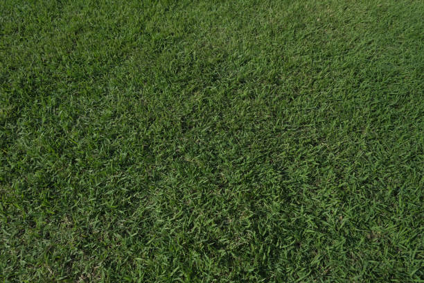 istock Green grass in the field. 1733789494