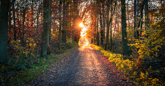 Landscape with path in the autumn forest at sunset. Dark image with sun shining though the trees. Forest in Belgium.