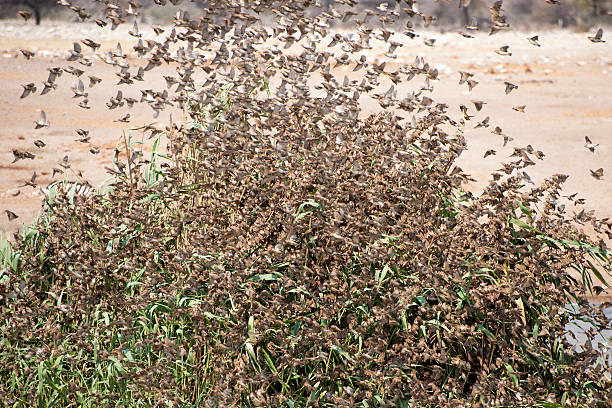 Red billed quelea Etosha National Park Namibia, Africa a huge flock of Quelea. flock of birds red billed weaver bird weaverbird africa stock pictures, royalty-free photos & images