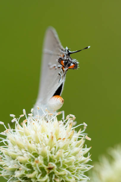 istock Gray Hairstreak, H.E. Flanagan Prairie, AR 1733821864
