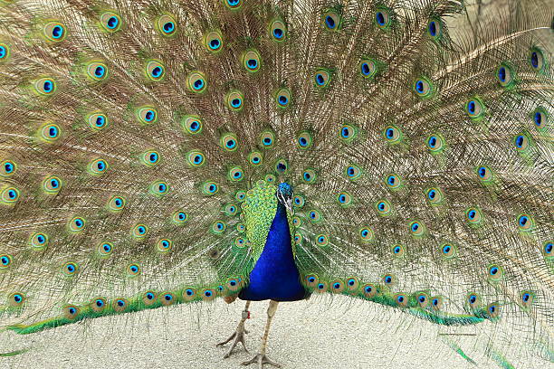 Peacock displaying tail feathers stock photo