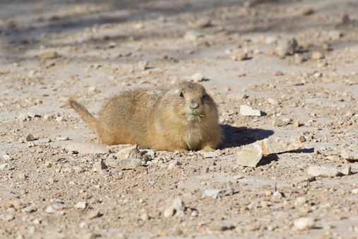 A friendly little Prairie Dog lies on the rocky ground