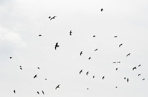 Group of seagull birds fly in the sky. Freedom concept. Fly away.