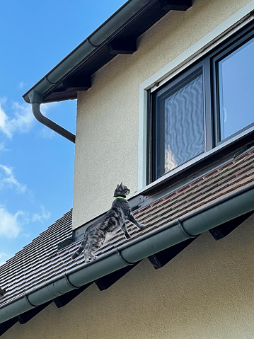 Nosey silver tabby on the roof