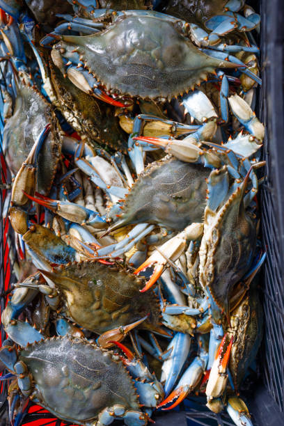 istock blue crab at the local fish market 1733830689
