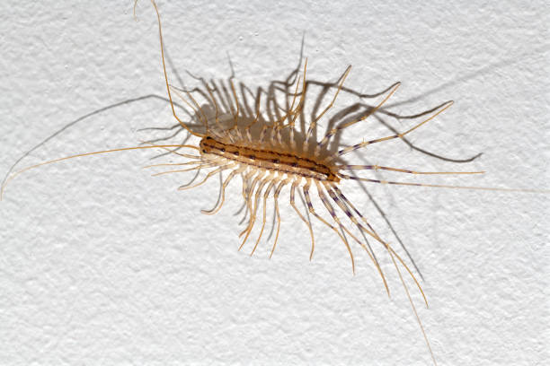 istock Macro photography of centipede isolated on white wall 1733832161