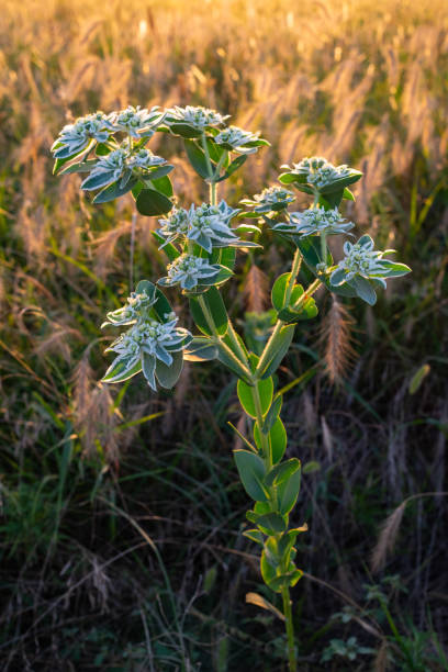 This Snow-on-the-Mountain was photographed at the Tallgrass Prairie Preserve in Oklahoma. These beautiful flowers can be prolific in mid to late Summer. This one was photographed at sunset.